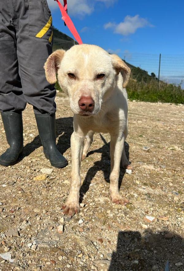 Florio cucciolo in adozione  Foto 5