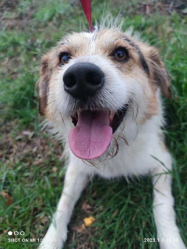 Ben, dolce e giovane cane in adozione Foto 3