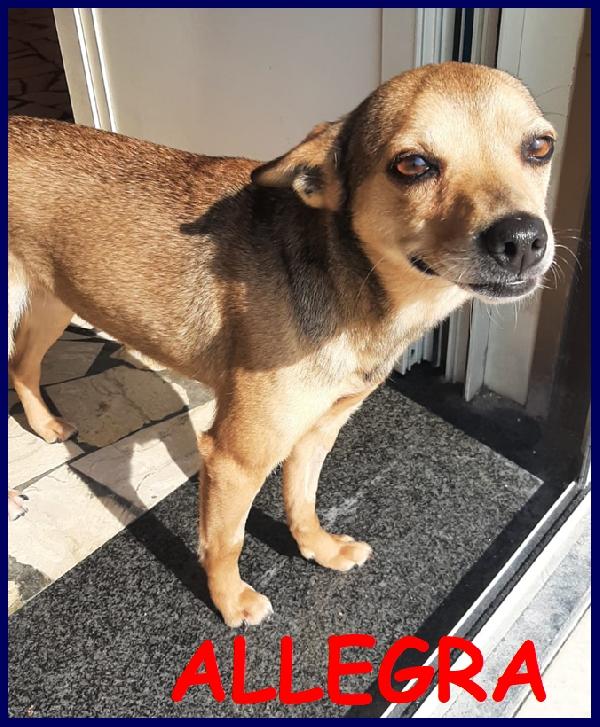 Allegra Simil Pinscherina 7-8 Kg, 2 Anni, Stava Per Entrare In Canile, Oggi Cerca Una Famiglia Che La Meriti!