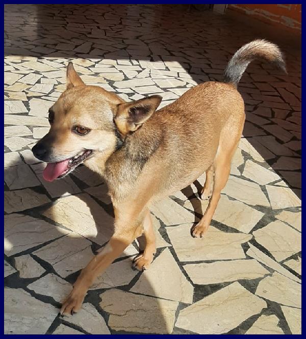 ALLEGRA SIMIL PINSCHERINA 7-8 KG, 2 ANNI, STAVA PER ENTRARE IN CANILE, OGGI CERCA UNA FAMIGLIA CHE LA MERITI! - media 3