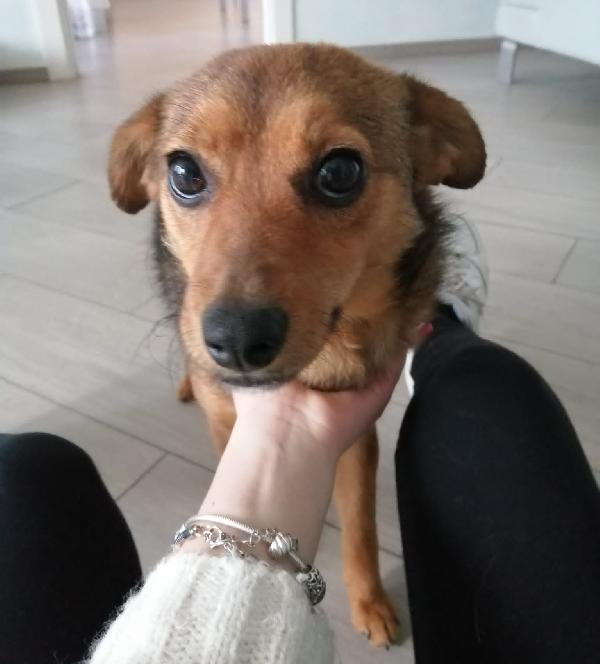 Birba, Splendida Cucciolina Di 5 Mesi