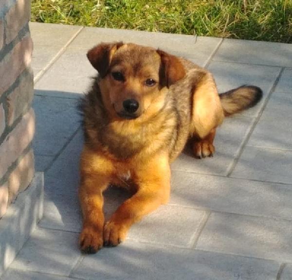Birba, Dolce Cucciolina Di 5 Mesi Cerca Casa! 