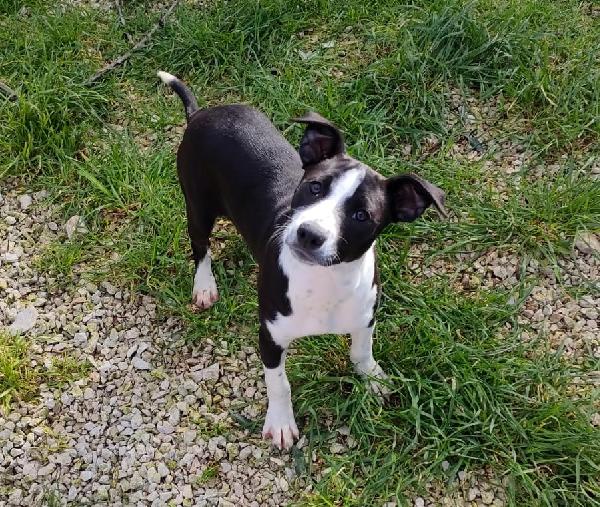 Ashley, Dolce Cucciola Mix Pitbull Cerca Casa! 