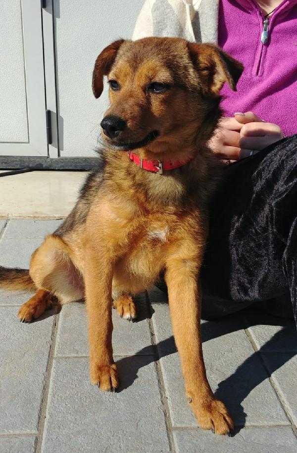 Una Casa Per Birba, Dolce Cucciola Di 5 Mesi