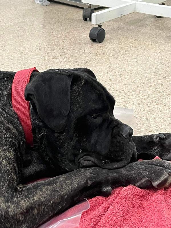Cane Corso in adozione