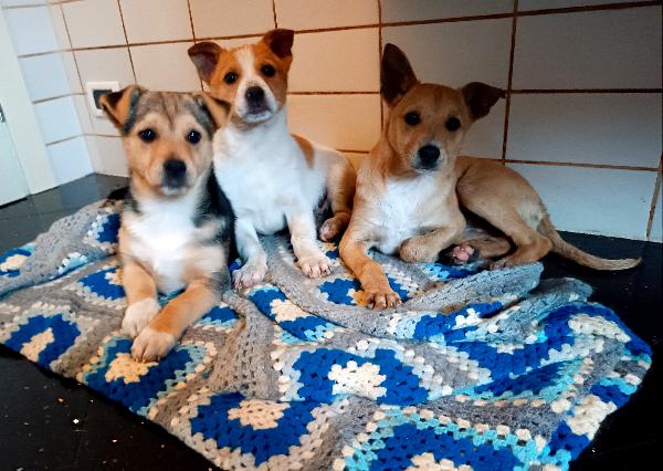 Cucciole Di 3 Mesi Taglia Piccola (7/8 Kg) In Toscana 