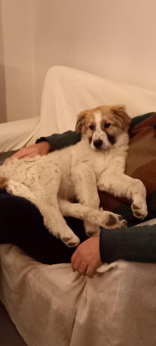 Simil Pastore Dei Pirenei 