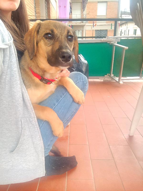 Lilly, Pastorina Di 5 Mesi 