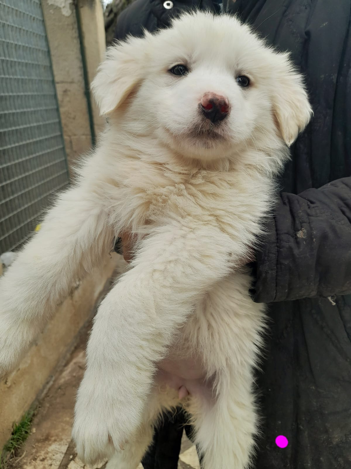 canile parma cani da adottare