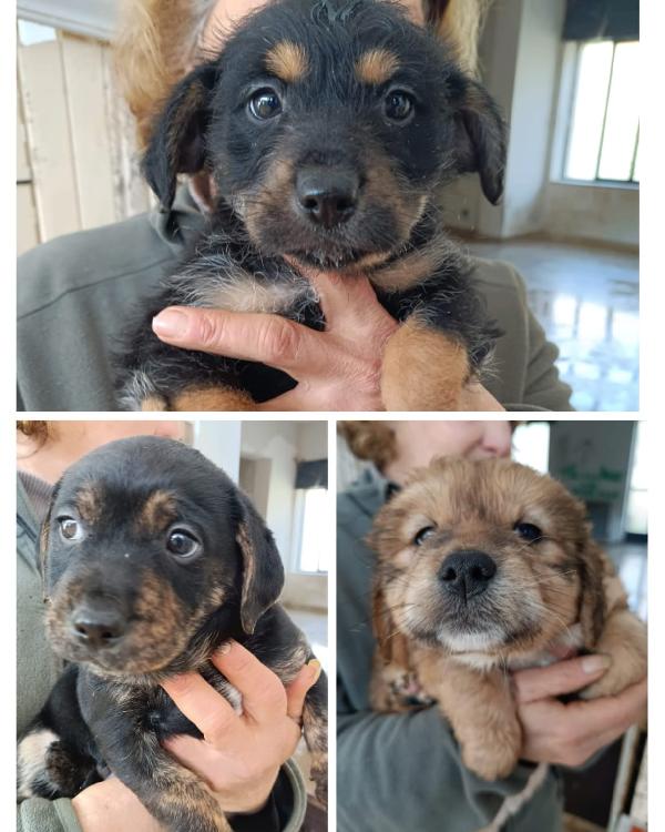 Taglie Piccole Cercano Casa 