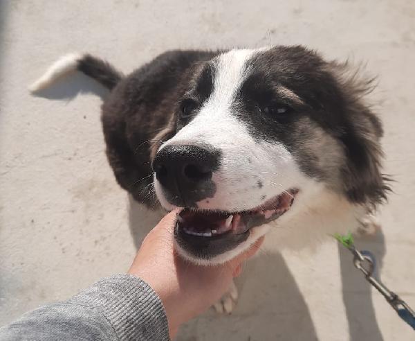 Veronica, Splendida Cucciolotta Cerca Casa! 