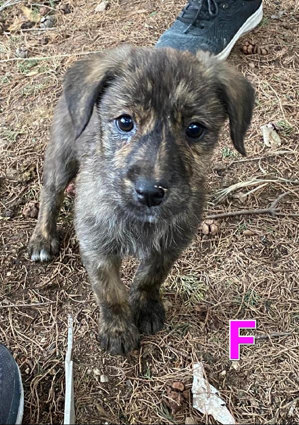 Cuccioli Taglia Medio Contenuta 