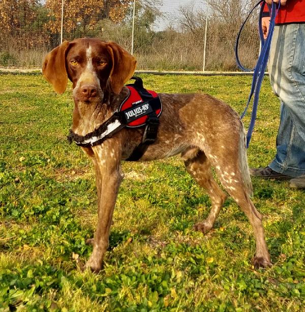 Ghigno: Giovane Bracco 