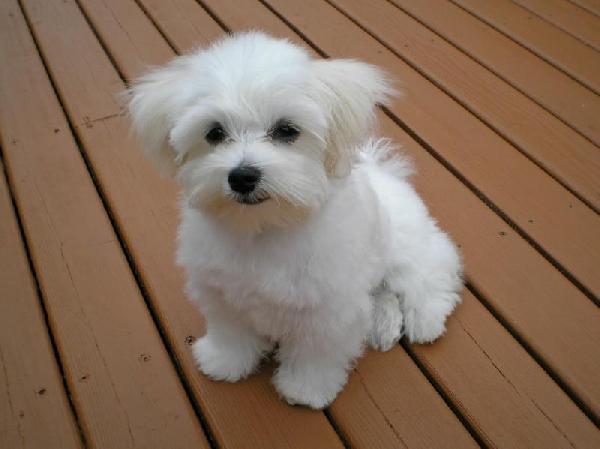 Affascinanti cuccioli maltesi