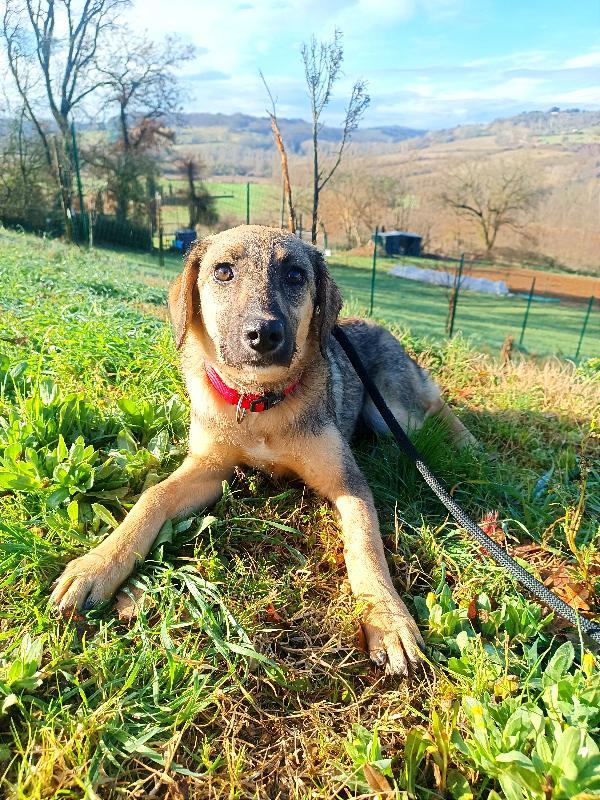 Cucciola Simil Pastorina In Toscana 