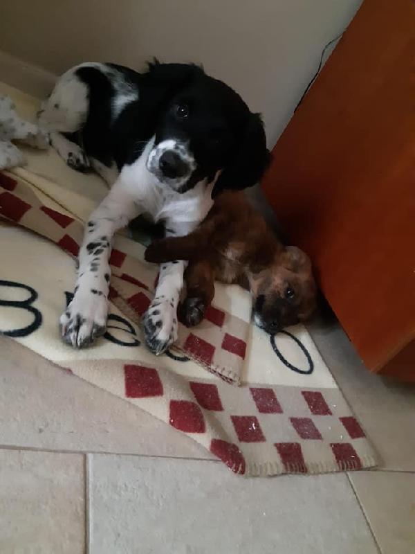 Cucciolo Max Resterà Solo 