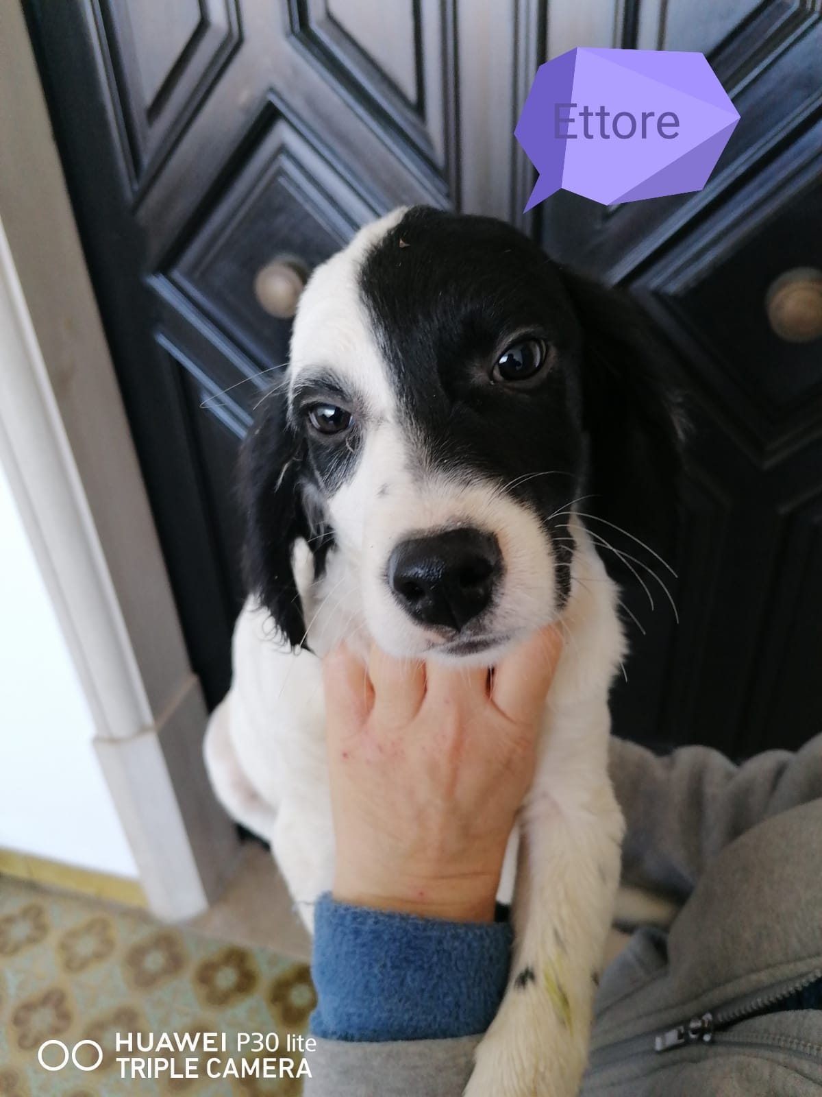 cocker spaniel border collie mix bionda