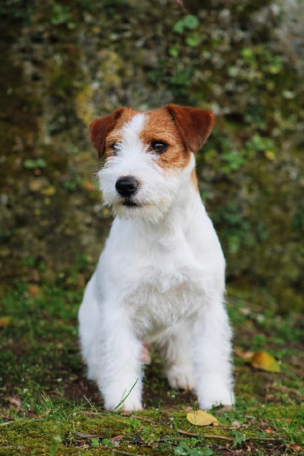 cuccioli di jack russel disponibili - media 4