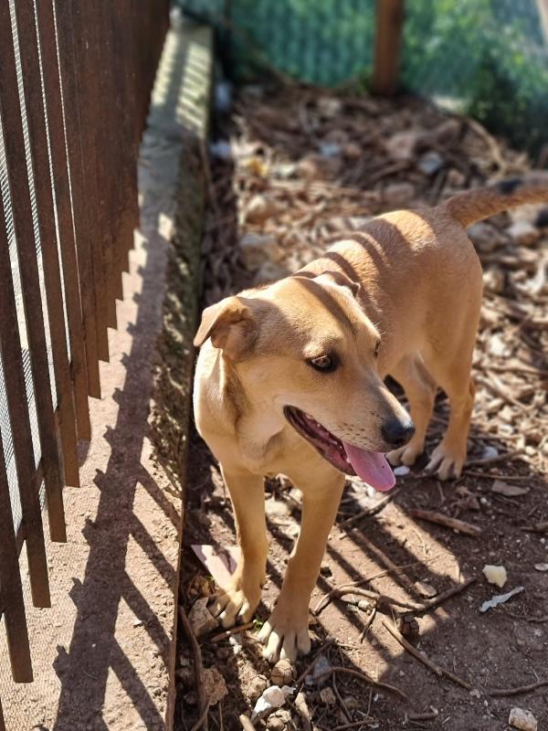 Cucciola Sandy Cerca Casa 