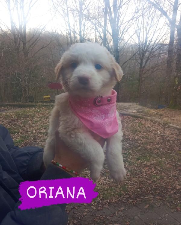 Cuccioli Taglia Media 