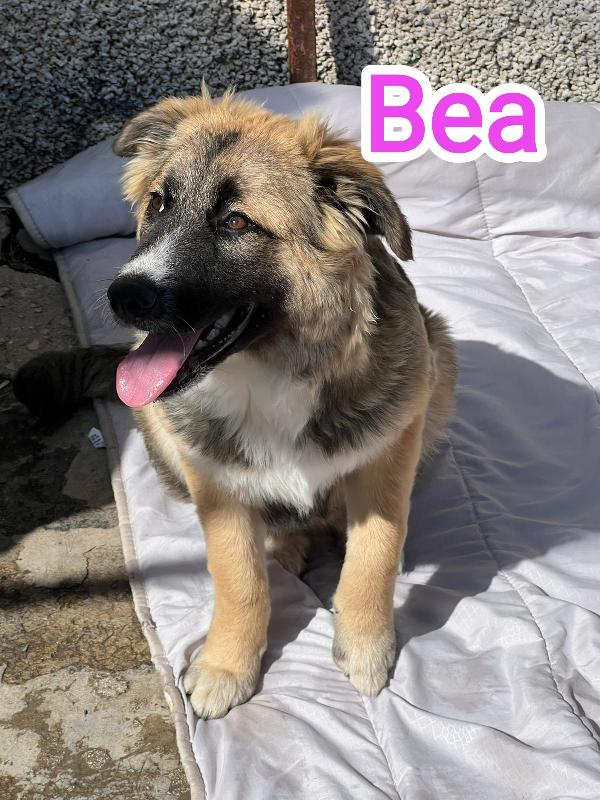 Bea cerca urgentemente casa! Foto 4