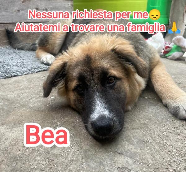 Bea cerca urgentemente casa! Foto 6