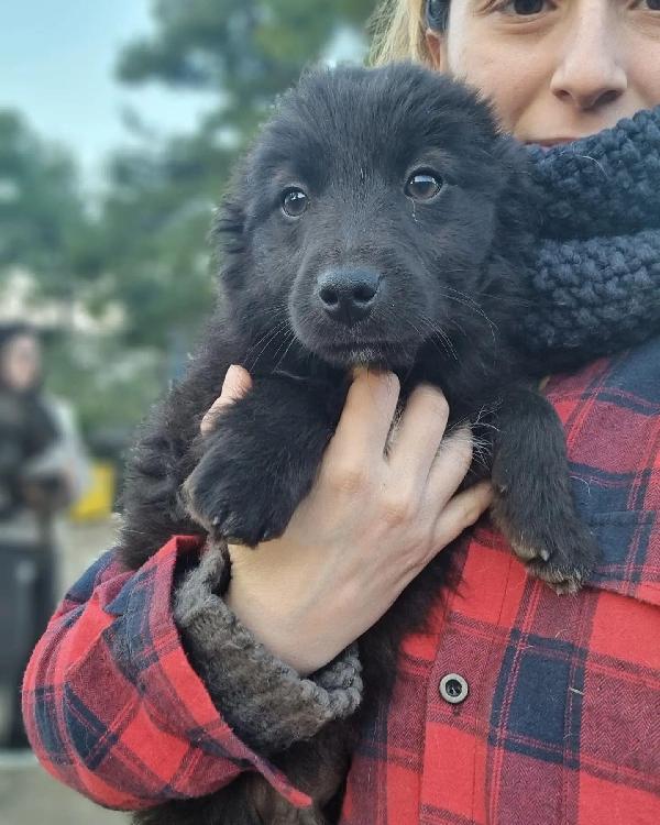 Cucciolo Wolly Cerca Casa 