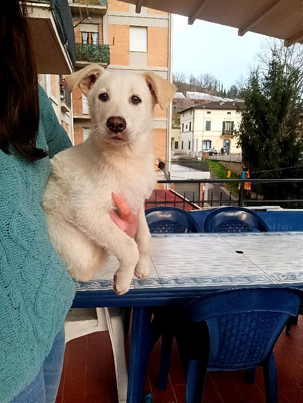 Soffici Cuccioli Di 3 Mesi Cercano Casa