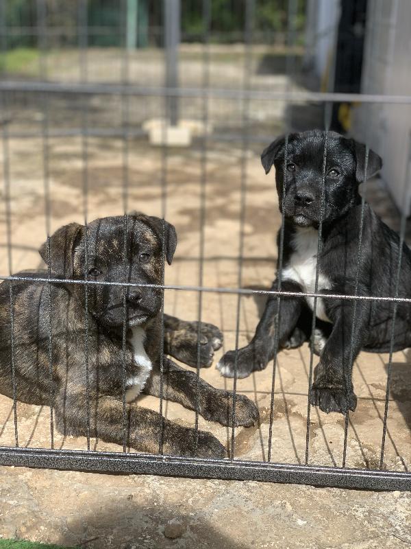  Cuccioli Maschi Mix Corso