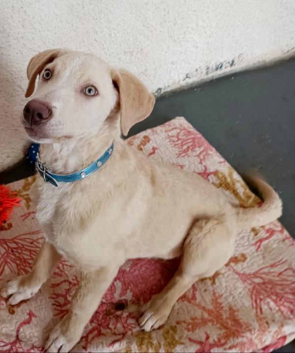 Cucciolo simil labrador in cerca di una famiglia  Foto 3