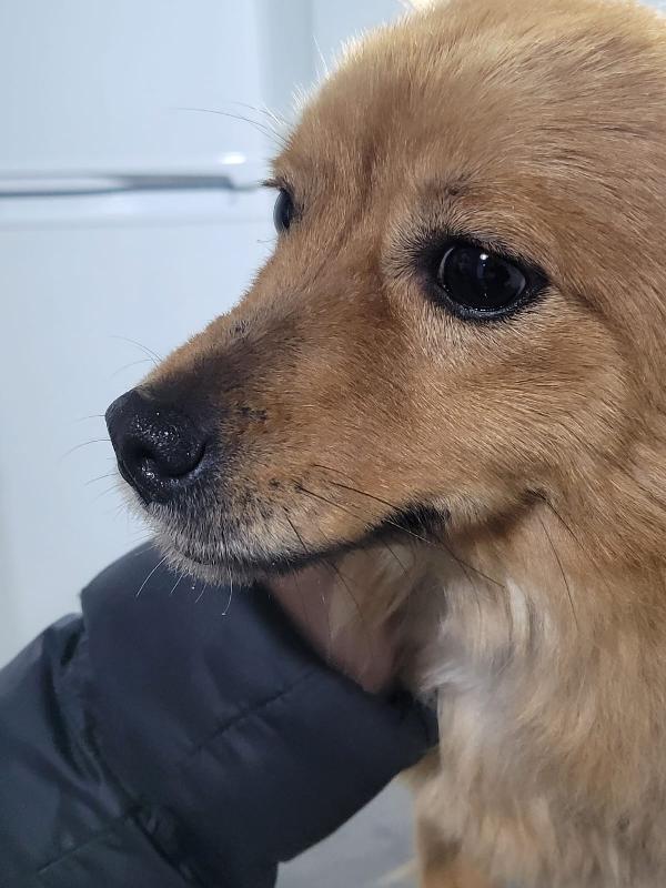 Volpino Cognac Sogna Una Casa 