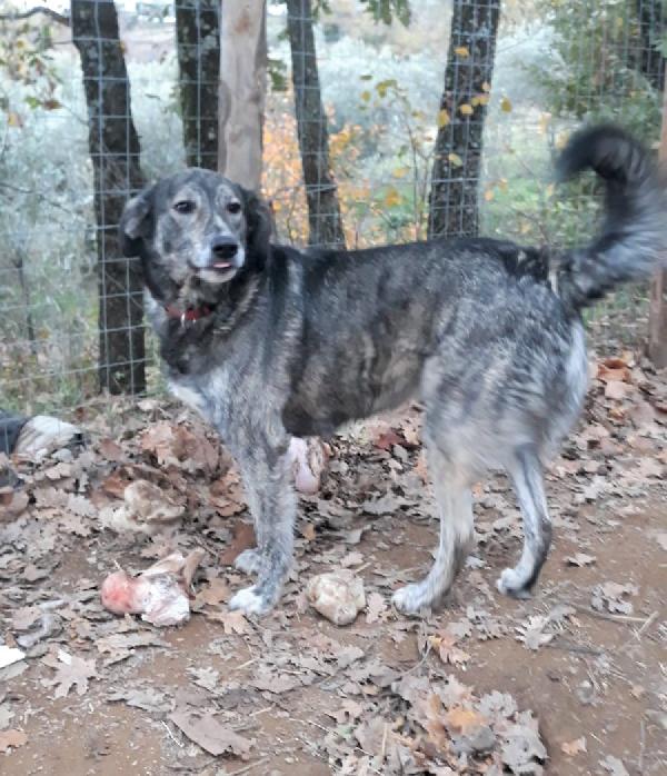 Laika splendida simil pastore taglia medio abbondante  Foto 3