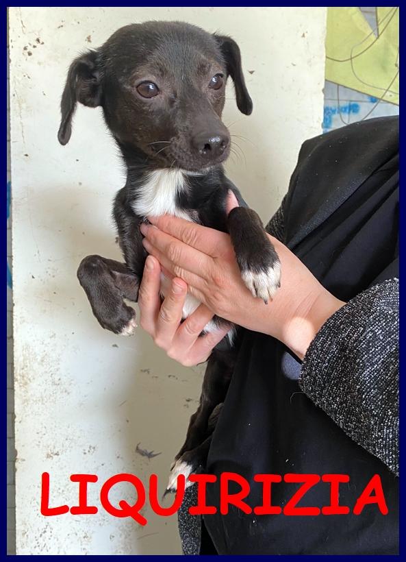 Liquirizia, Cucciolona Simiol Pinscherina 1 Anno E Mezzo, 6 Kg, Tolta Da Una Situazione Di Degrado, Cerca Casa!