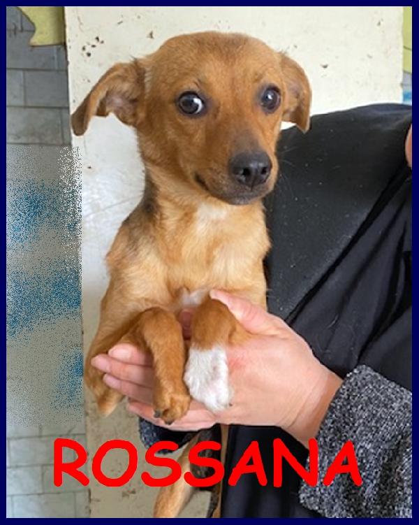 Rossana Cucciolona Simil Pinscherina 1 Anno E Mezzo, 6 Kg, Tolta Da Una Brutta Situazione, Cerca Una Famiglia Piena D'amore!