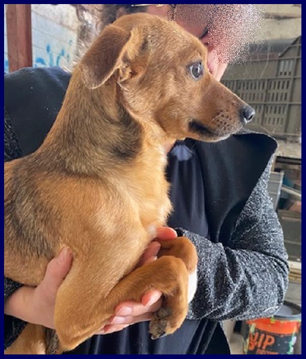 ROSSANA CUCCIOLONA SIMIL PINSCHERINA 1 ANNO E MEZZO, 6 KG, TOLTA DA UNA BRUTTA SITUAZIONE, CERCA UNA FAMIGLIA PIENA D'AMORE! - media 6