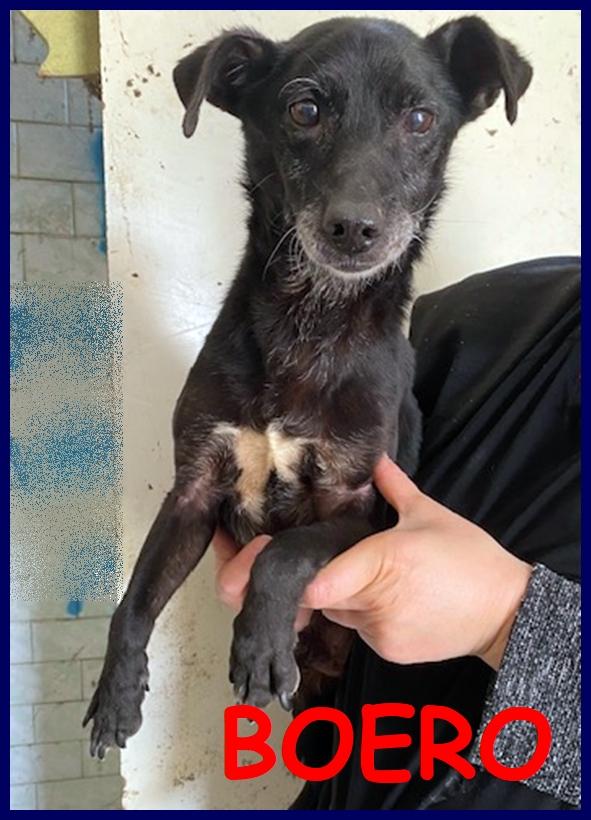 Boero Nonnino Simil Pinscherino Di 9 Anni, 8 Kg, Ha Avuto Una Brutta Vita, Merita Un Po' Di Serenita'