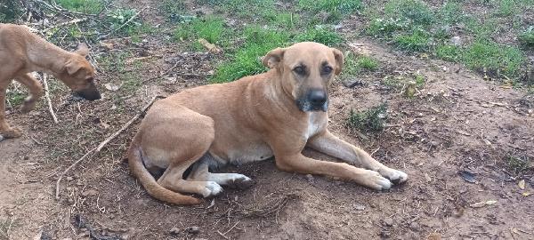 Clelia splendida cagnolina taglia medio grande Foto 4