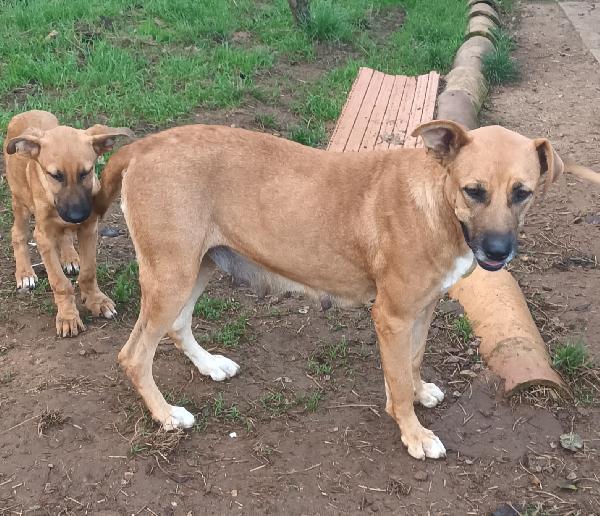 Clelia splendida cagnolina taglia medio grande Foto 5