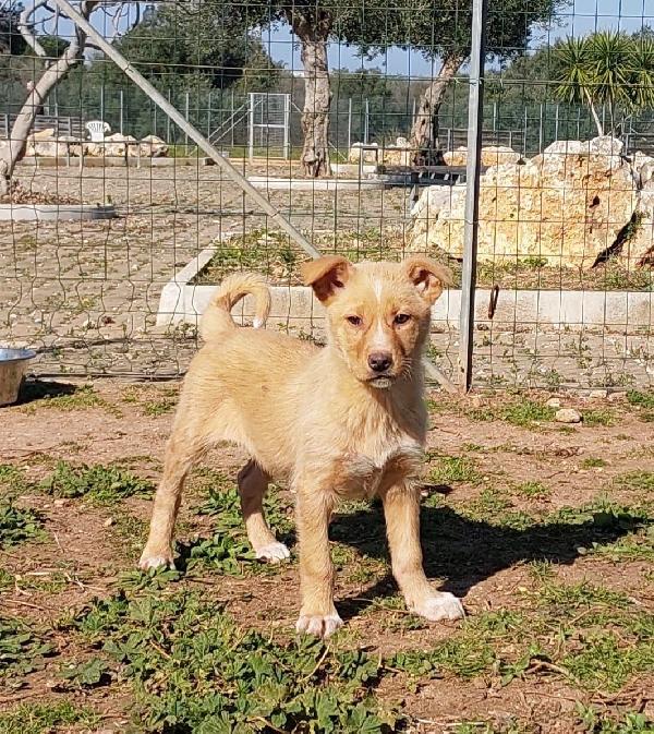 Dolcissima Shakira cerca casa Foto 4