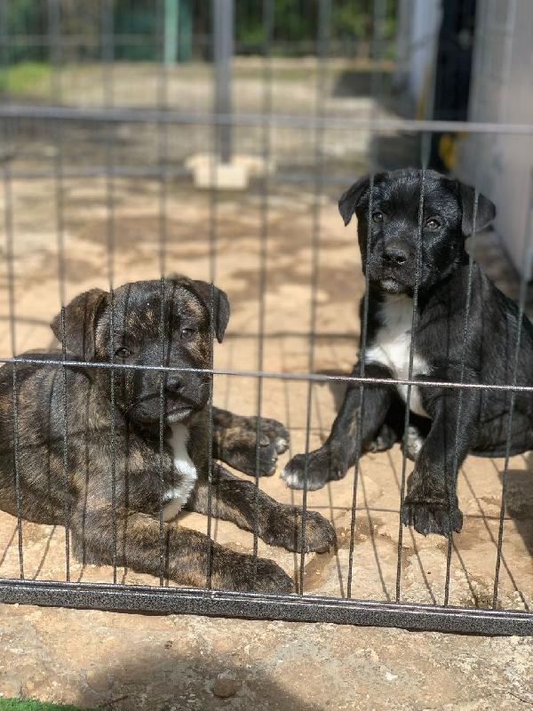 Dolcissimi E Vivaci Fratellini In Adozione 