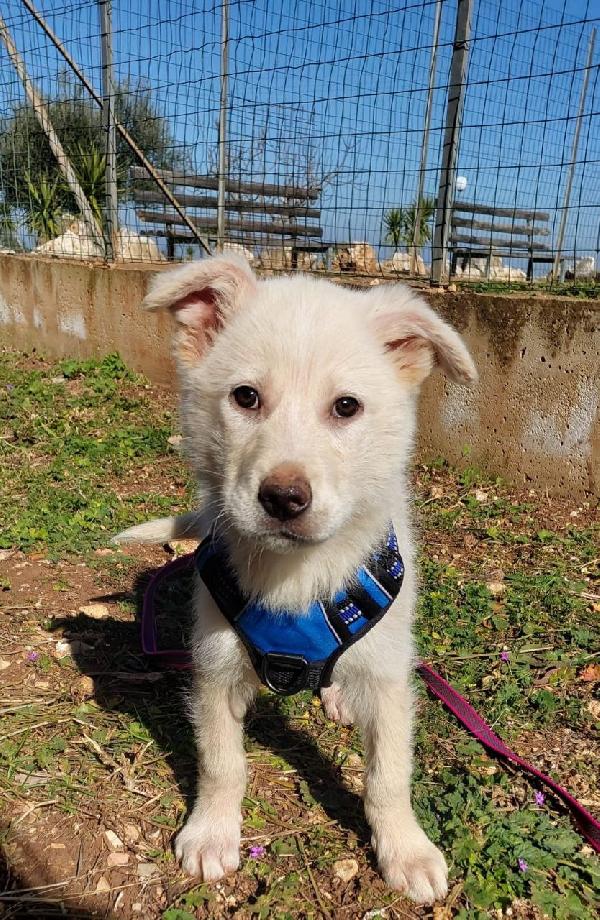 Dolcissimo Morgan In Adozione 