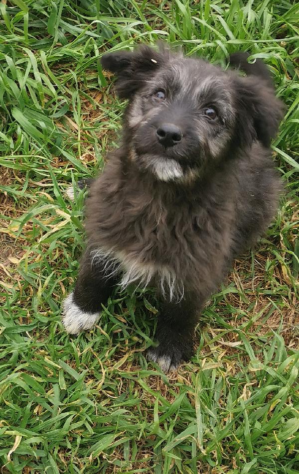 Cucciolo