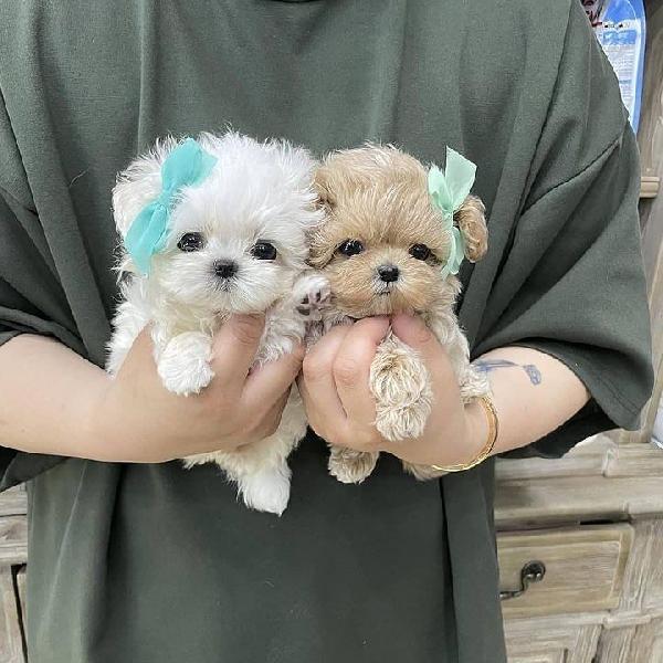 Regalo cuccioli maltesi