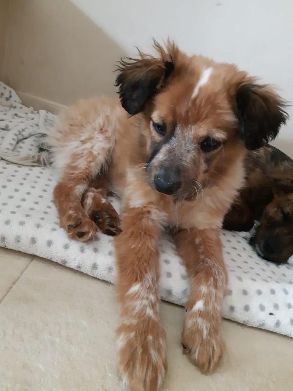 Cucciolo Zeus Cerca Casa 