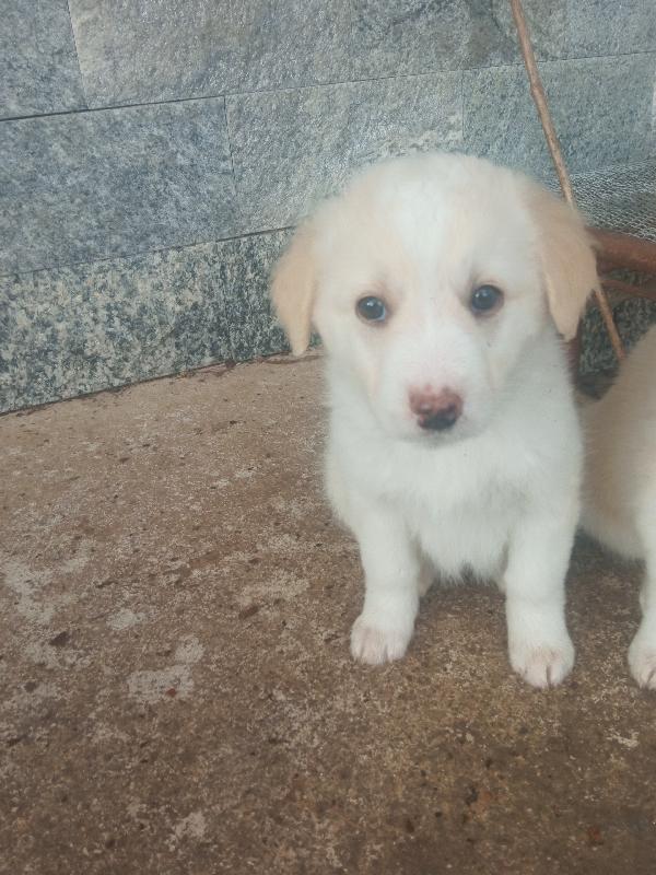 Dolly, Cucciola Dolcissima!