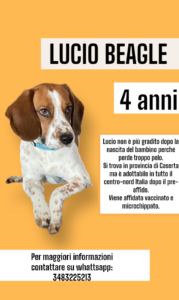 Lucio, Beagle In Adozione! (4 Anni)
