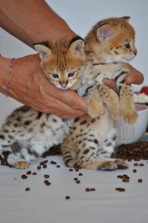 disponibili per la vendita i cuccioli caracal e savannah