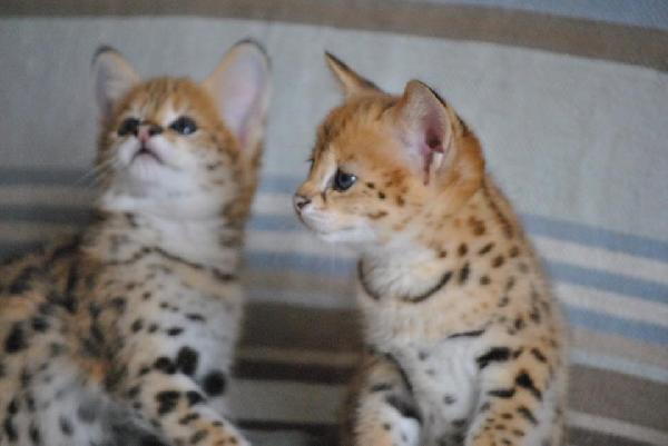 disponibili per la vendita i cuccioli caracal e savannah