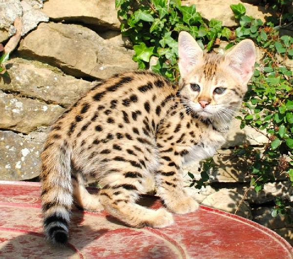 disponibili per la vendita i cuccioli caracal e savannah