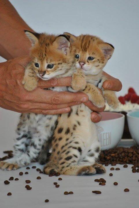 disponibili per la vendita i cuccioli caracal e savannah - media 4